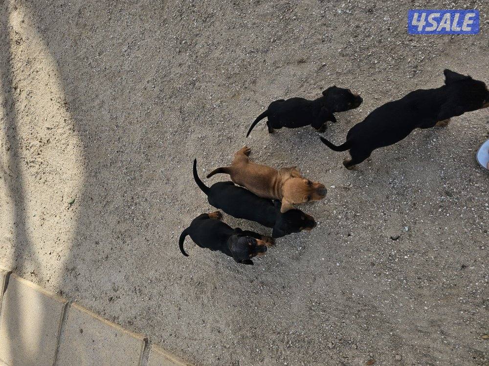 للبيع كلاب داتش هاوند (هوت دوق) العمر ٤٧ يوم مواليد ٢٠٢٥/١٢/٢٥2