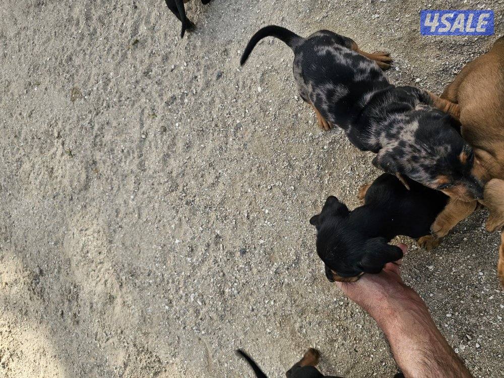 للبيع كلاب داتش هاوند (هوت دوق) العمر ٤٧ يوم مواليد ٢٠٢٥/١٢/٢٥1