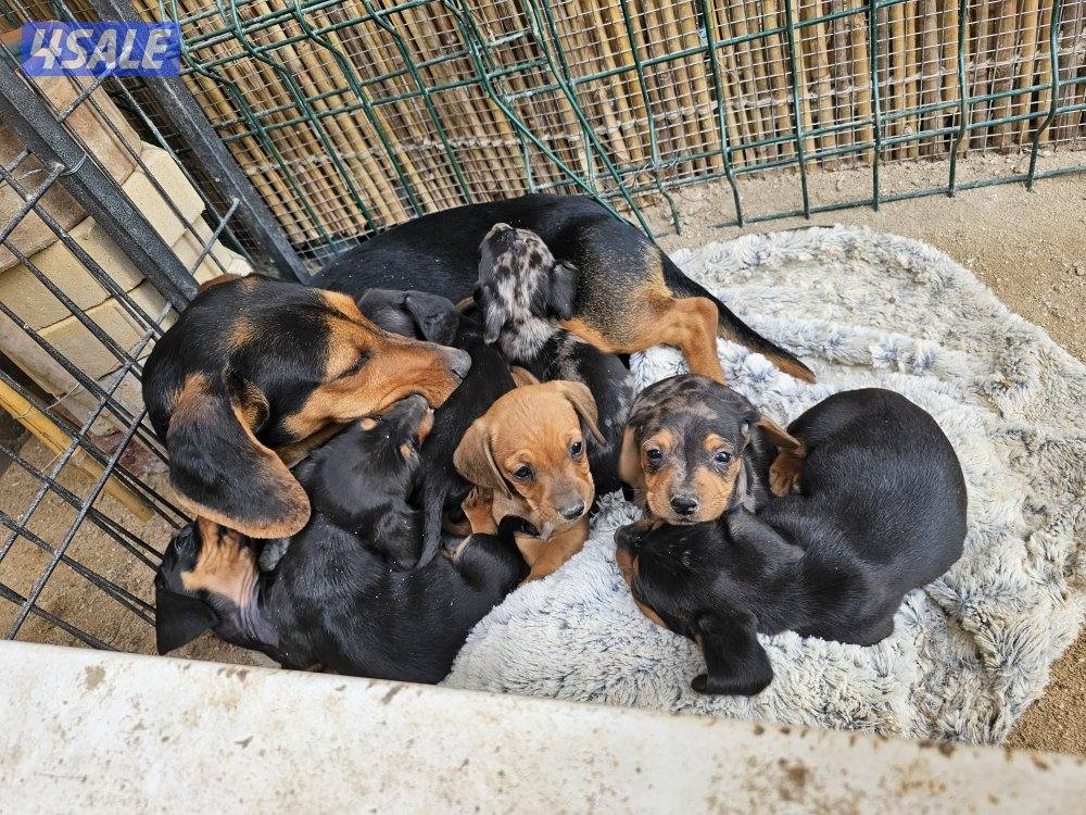 للبيع كلاب داتش هاوند (هوت دوق) العمر ٤٧ يوم مواليد ٢٠٢٥/١٢/٢٥3