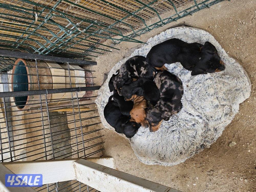 للبيع كلاب داتش هاوند (هوت دوق) العمر ٤٧ يوم مواليد ٢٠٢٥/١٢/٢٥4