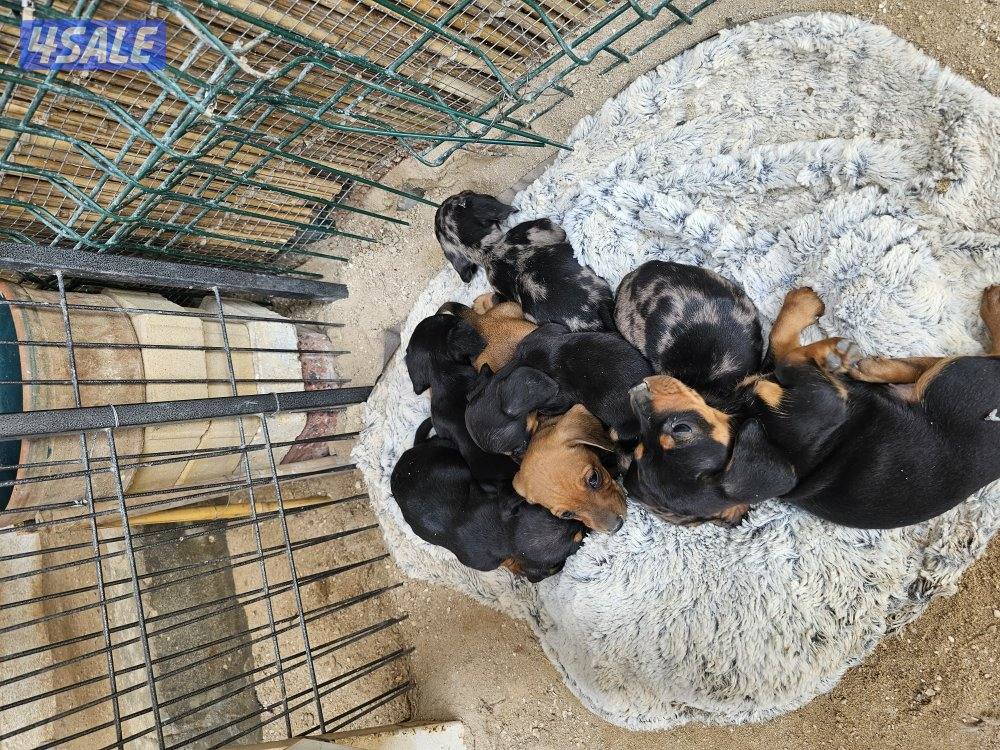 للبيع كلاب داتش هاوند (هوت دوق) العمر ٤٧ يوم مواليد ٢٠٢٥/١٢/٢٥5