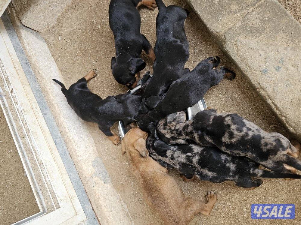 للبيع كلاب داتش هاوند (هوت دوق) العمر ٤٧ يوم مواليد ٢٠٢٥/١٢/٢٥6