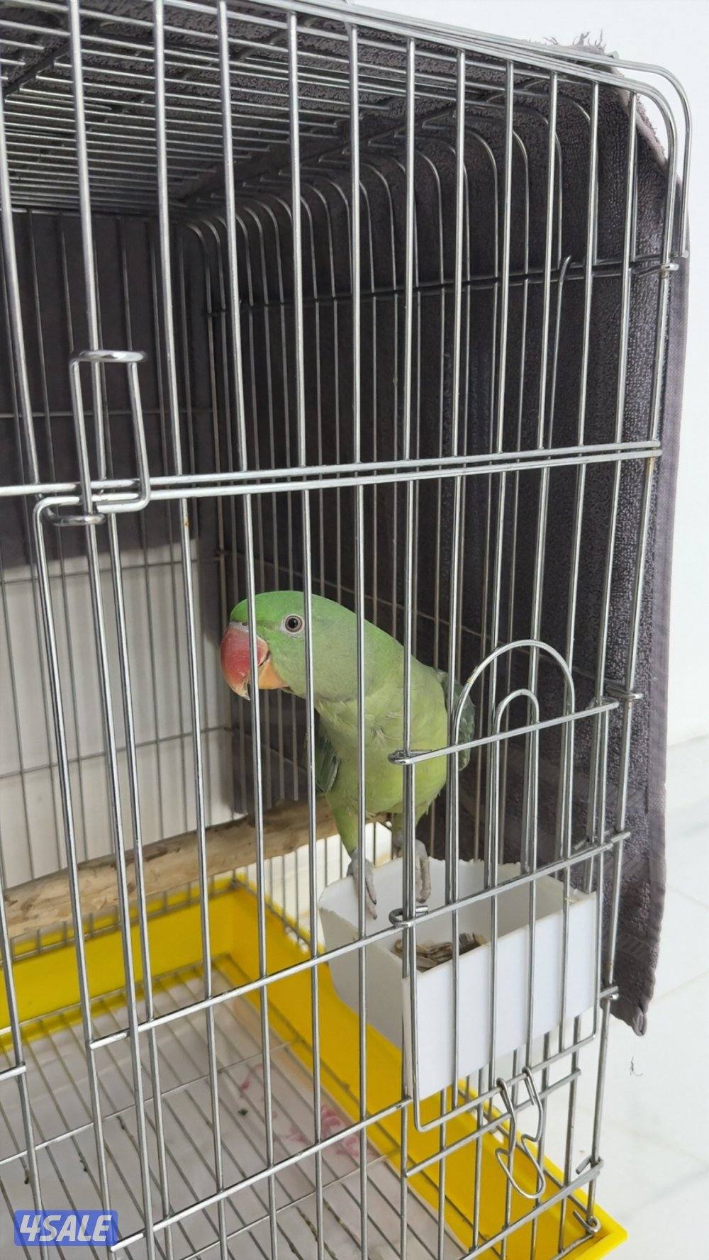 بغبغاء نيبالي عمره ٦ شهور0