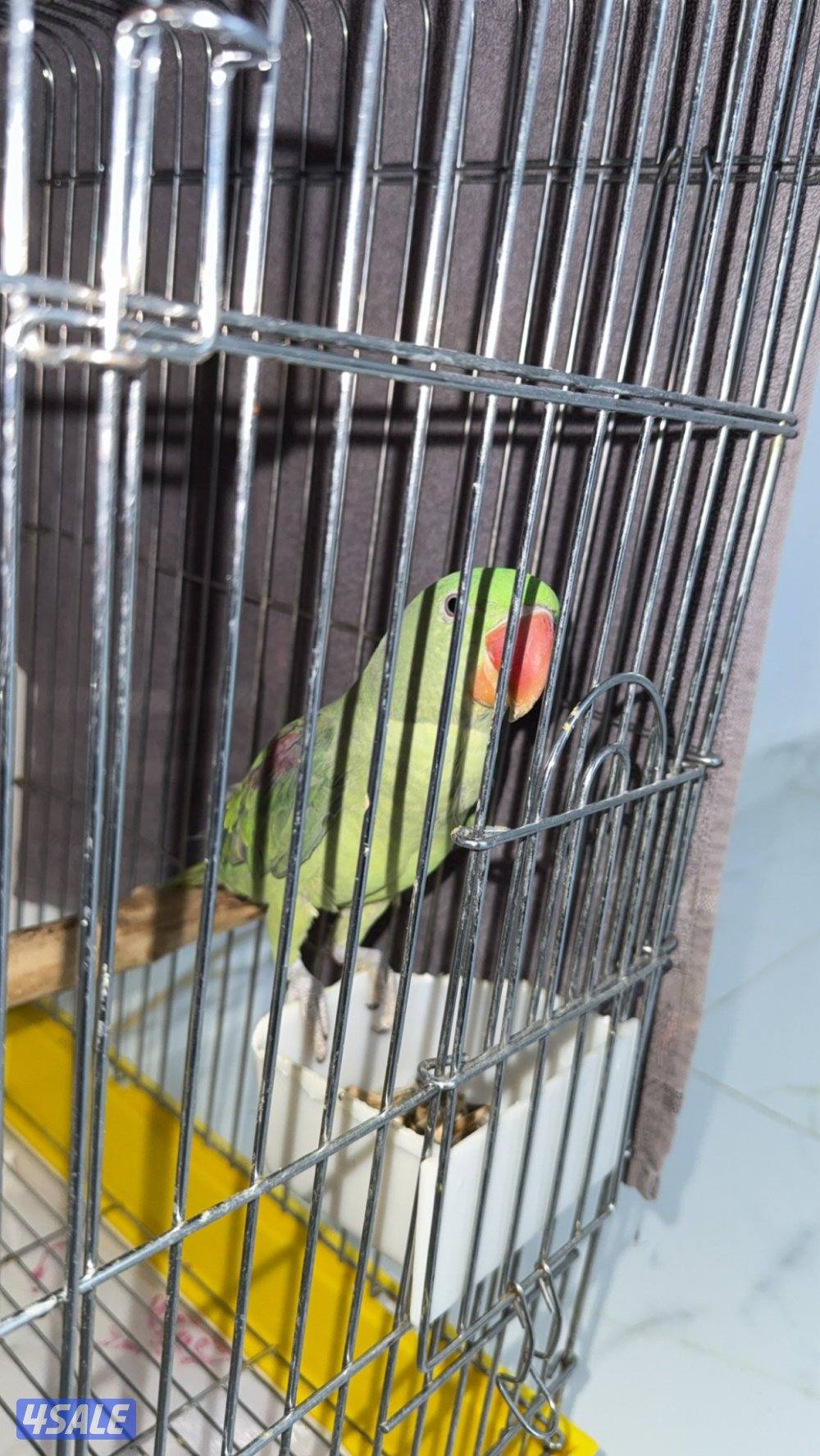 بغبغاء نيبالي عمره ٦ شهور1