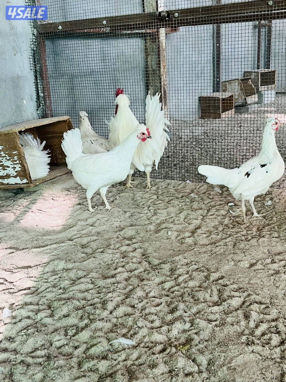 للبيع صيصان0