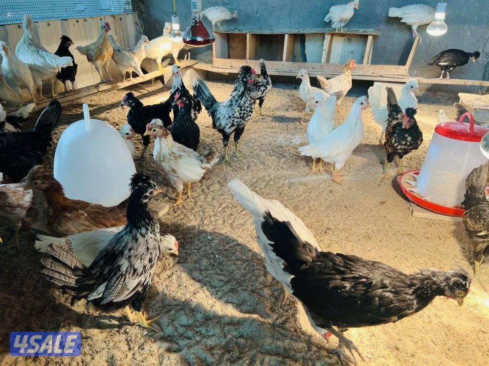 للبيع صيصان1