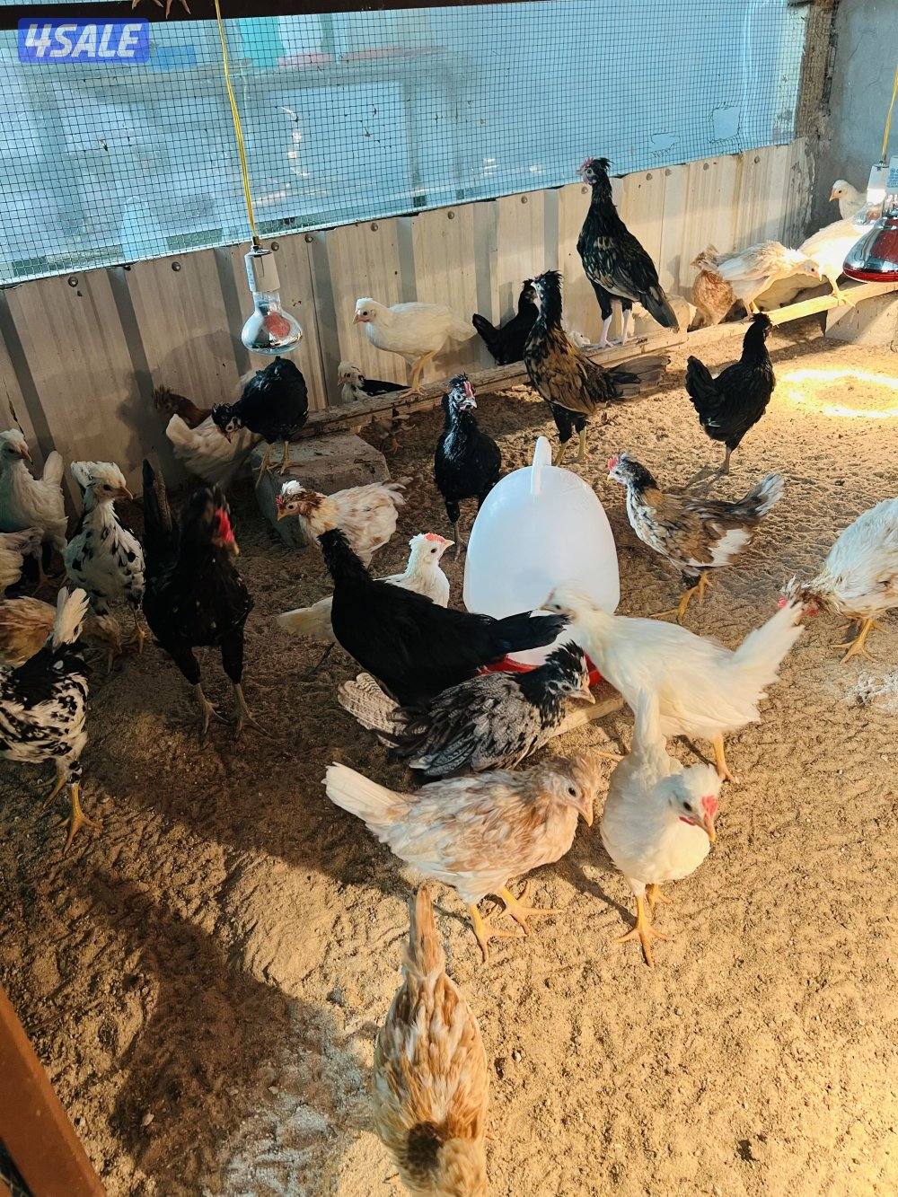 للبيع صيصان2