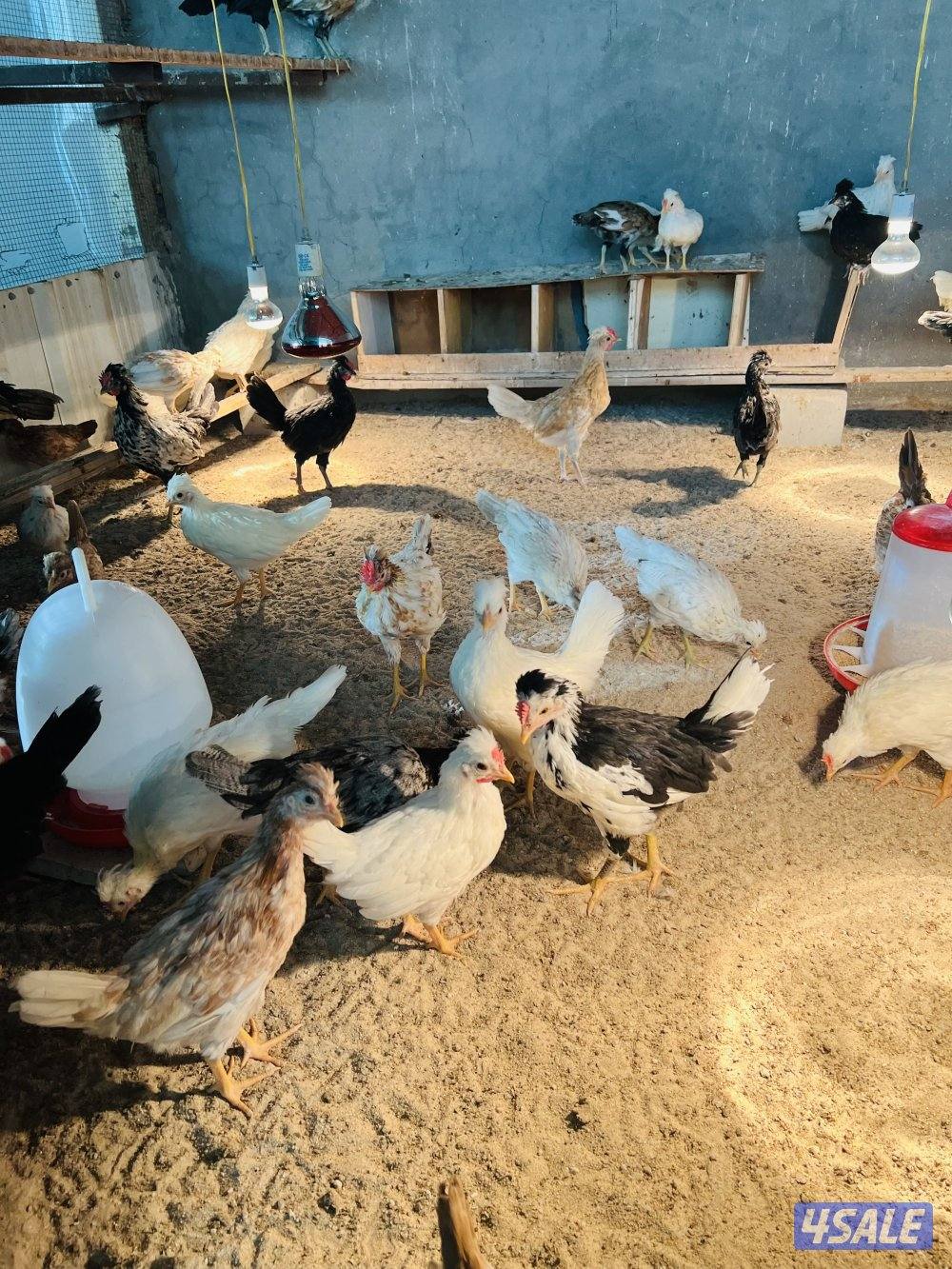 للبيع صيصان3