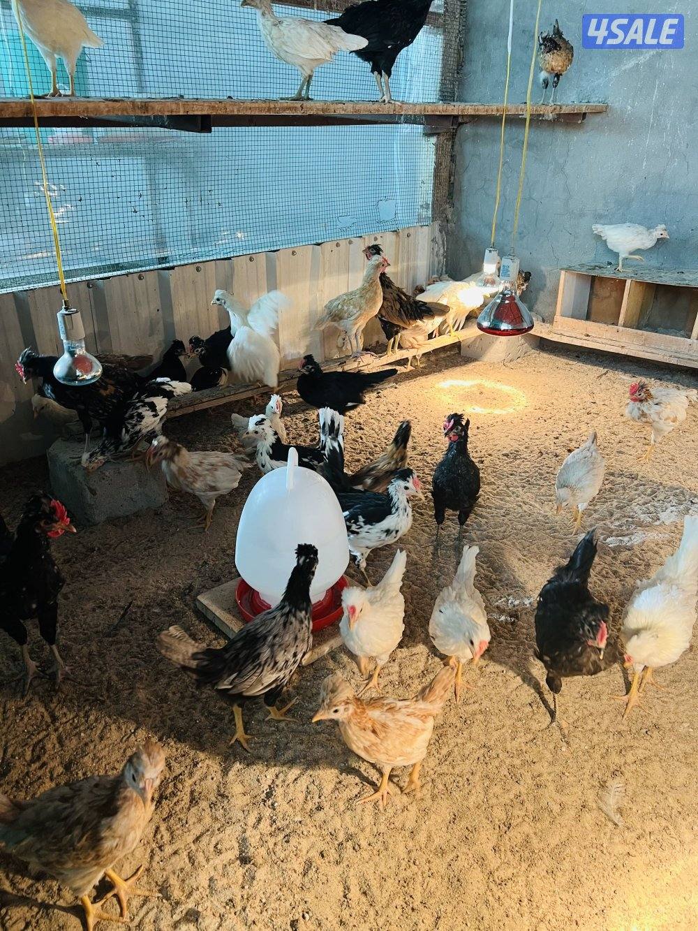 للبيع صيصان4