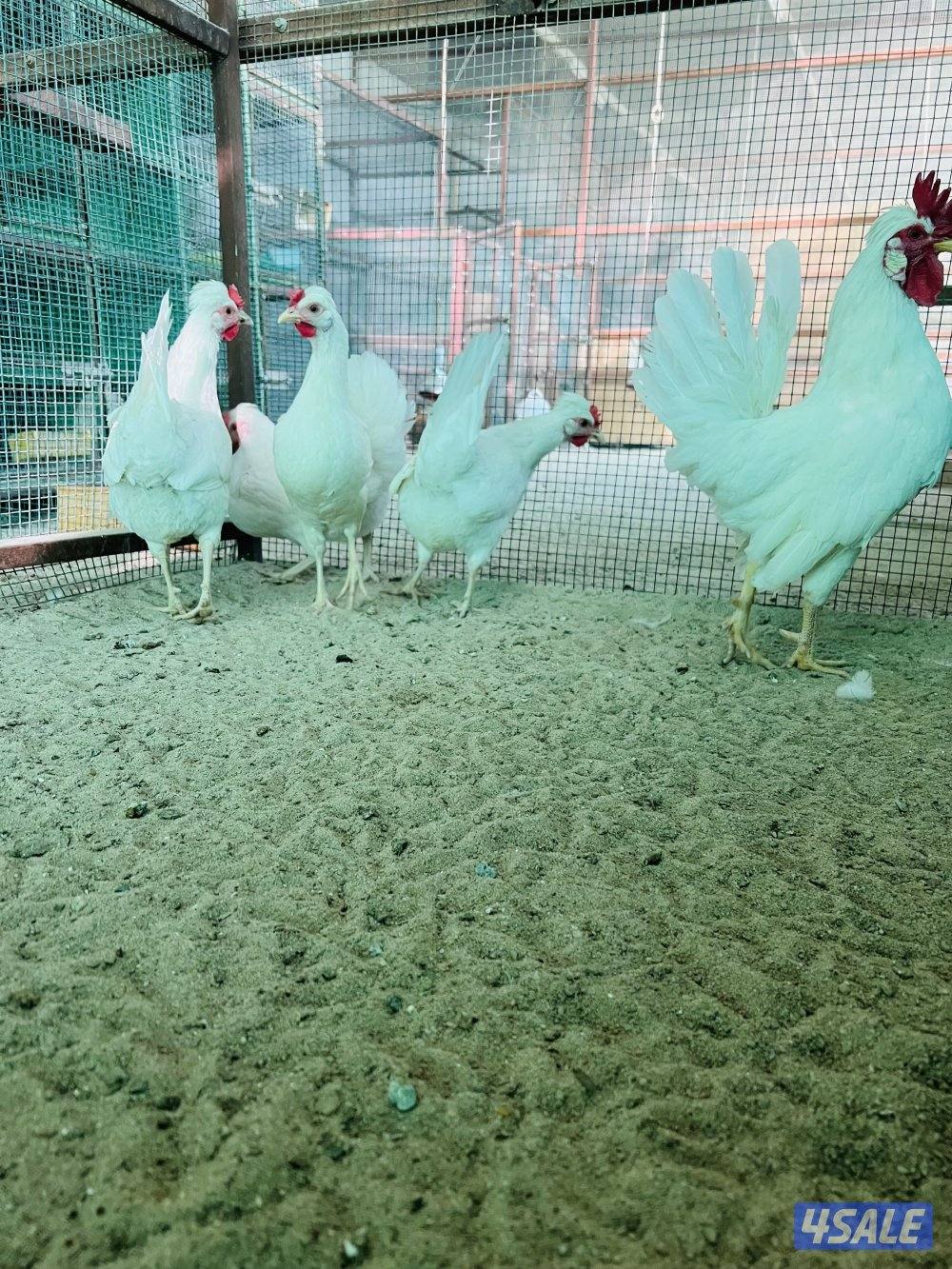 للبيع صيصان5