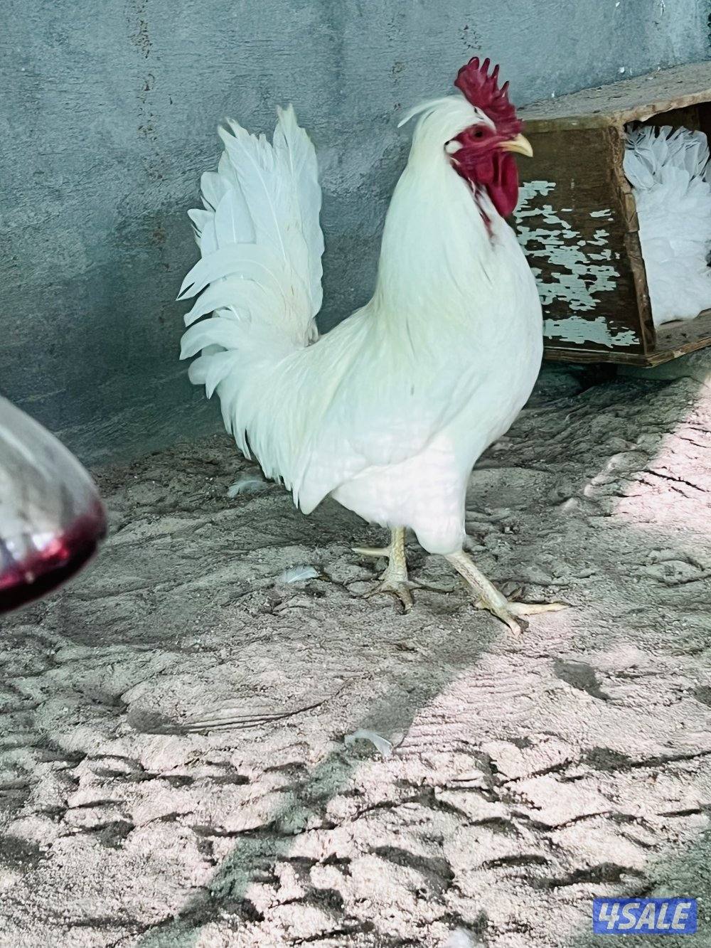 للبيع صيصان6