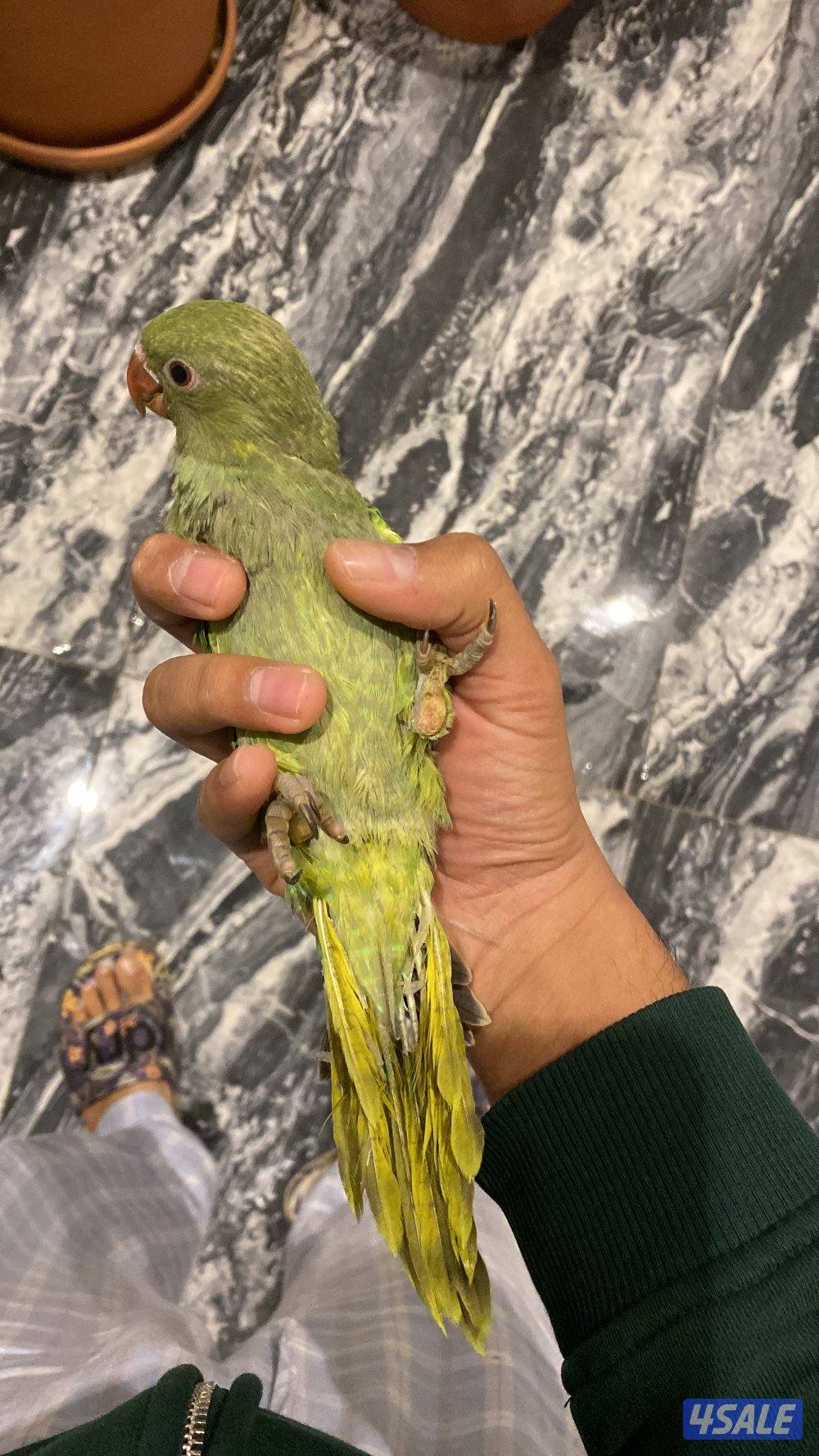 فرخ بيبي متوه و نعام استرالي0