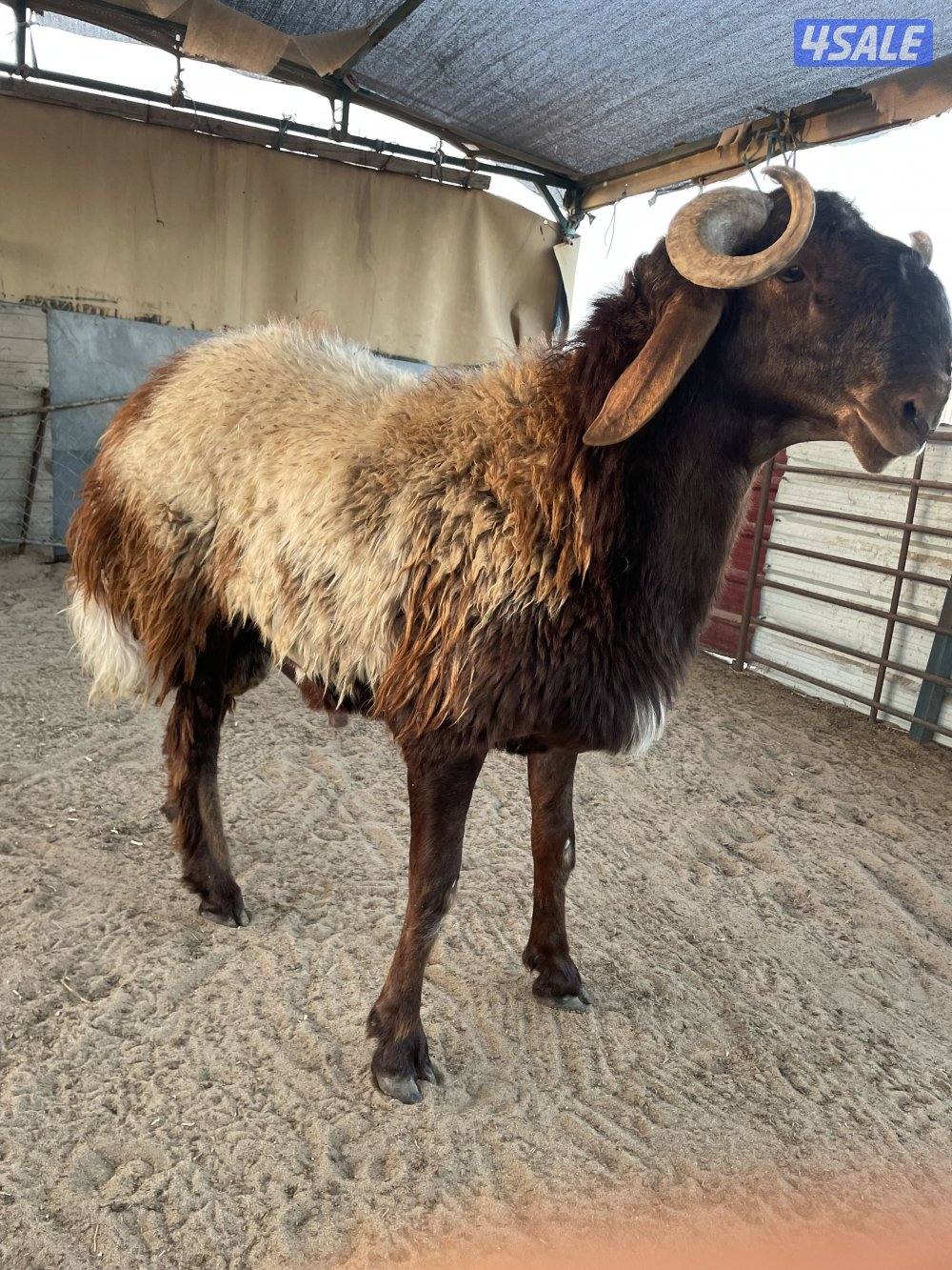 فحول جذعان0