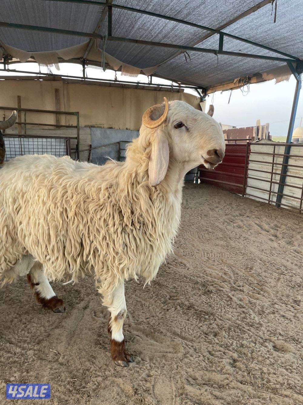 فحول جذعان1