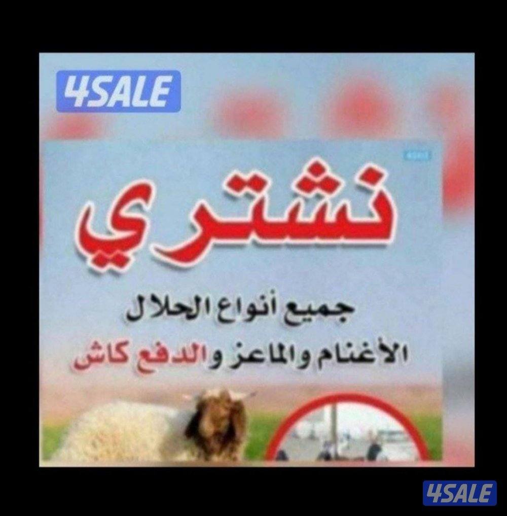 نشتري جميع انواع الحلال  قنم معزء تيوس ودفع 💸 💸0