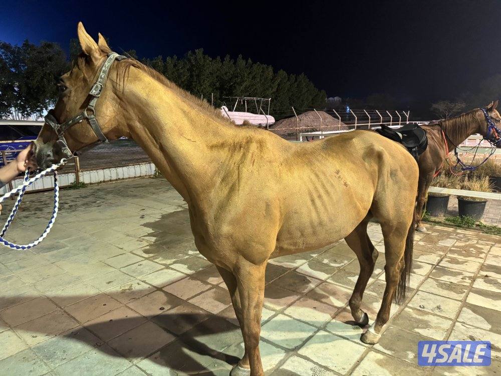 خيل انقليزي خصي للبيع0