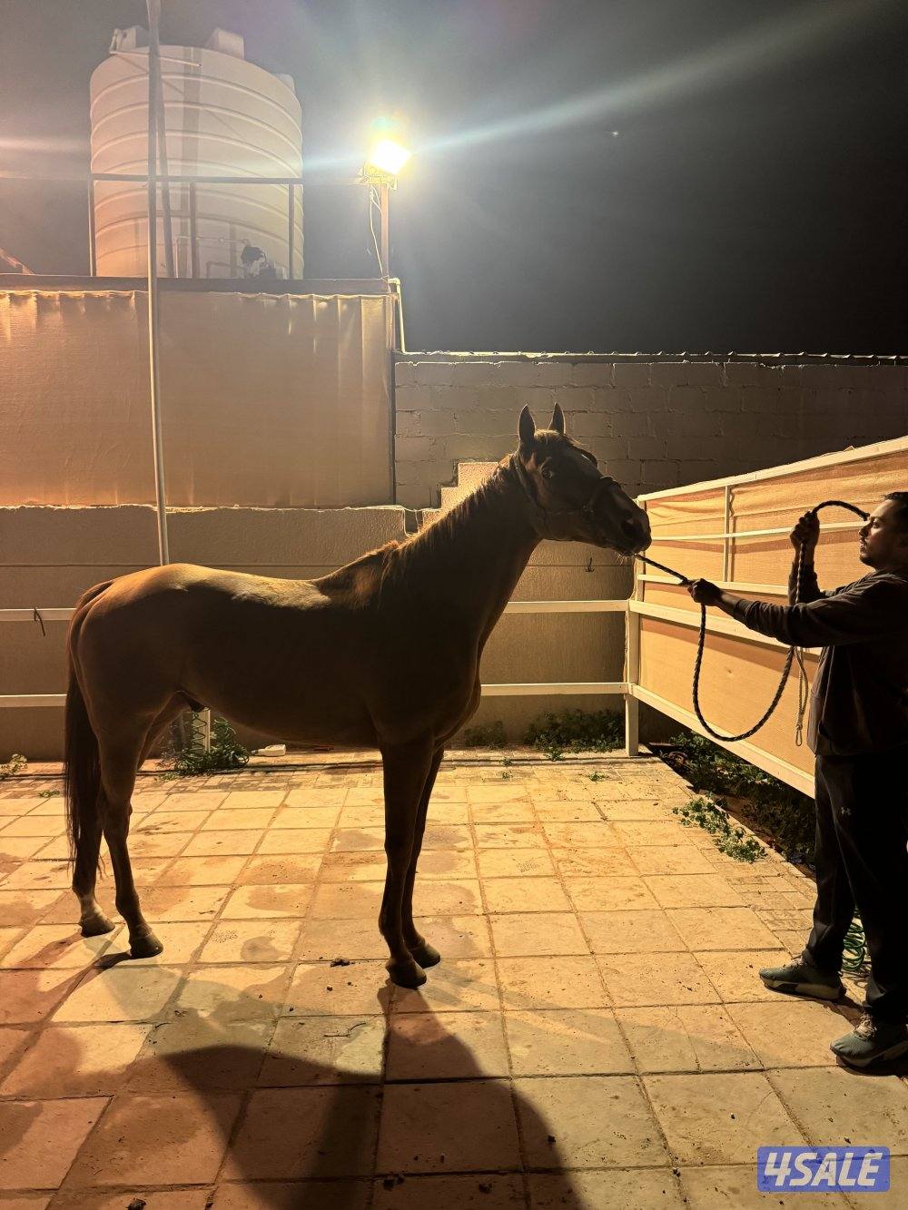 خيل انقليزي خصي للبيع1