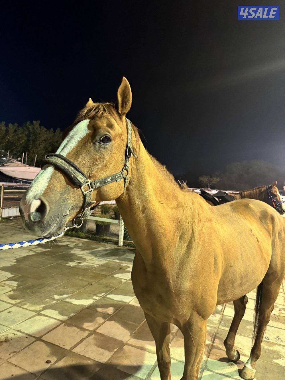 خيل انقليزي خصي للبيع2