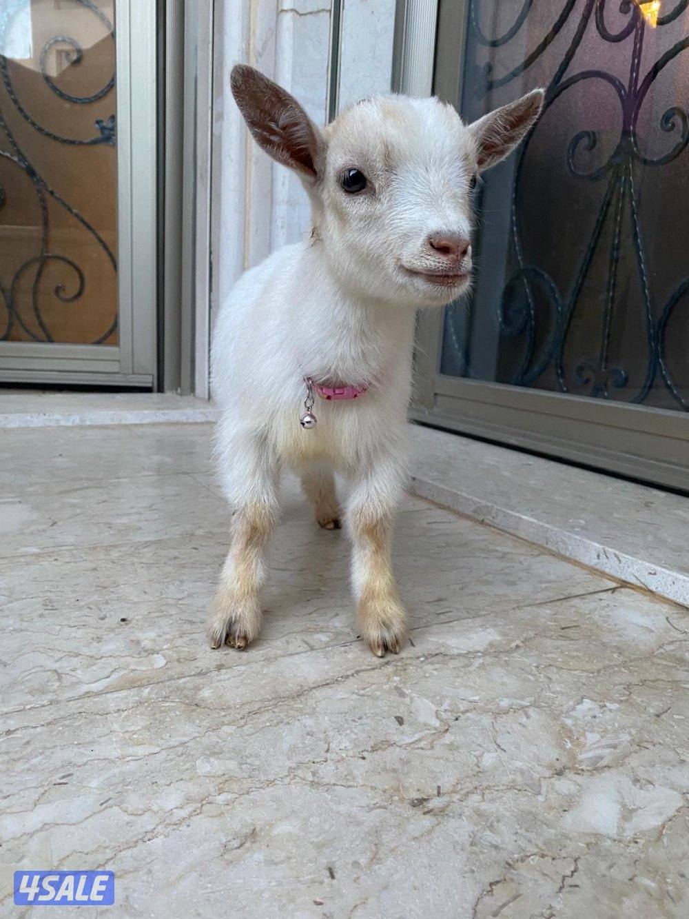 للبيع تيس جيكي القزم1