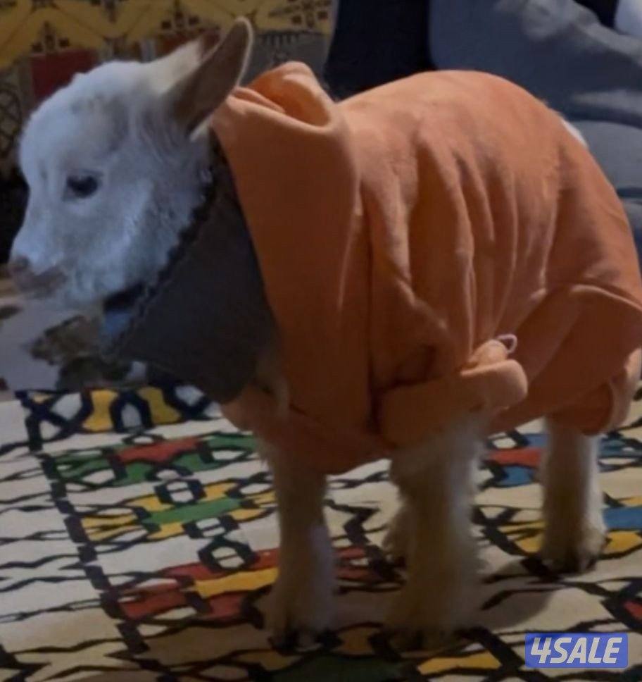 للبيع تيس جيكي القزم3