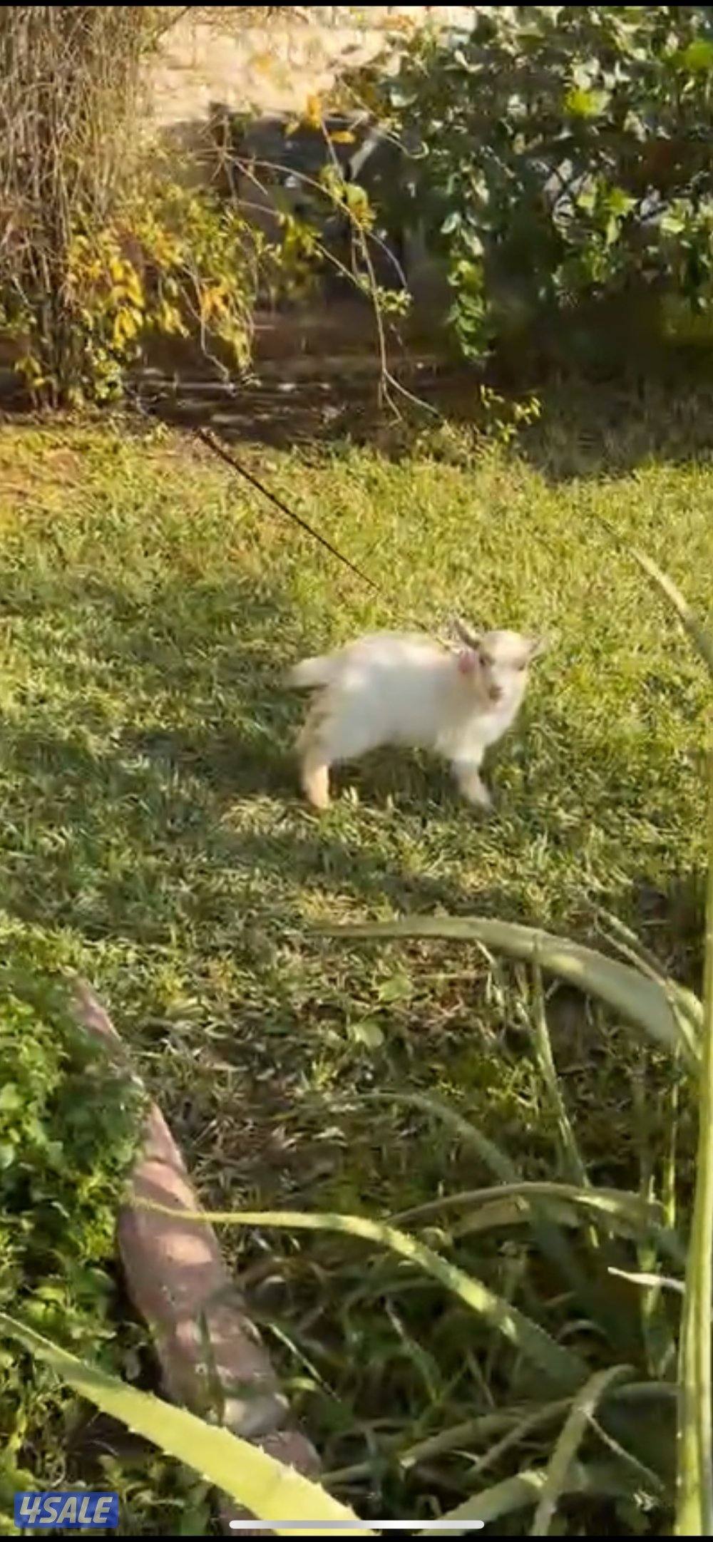 للبيع تيس جيكي القزم4