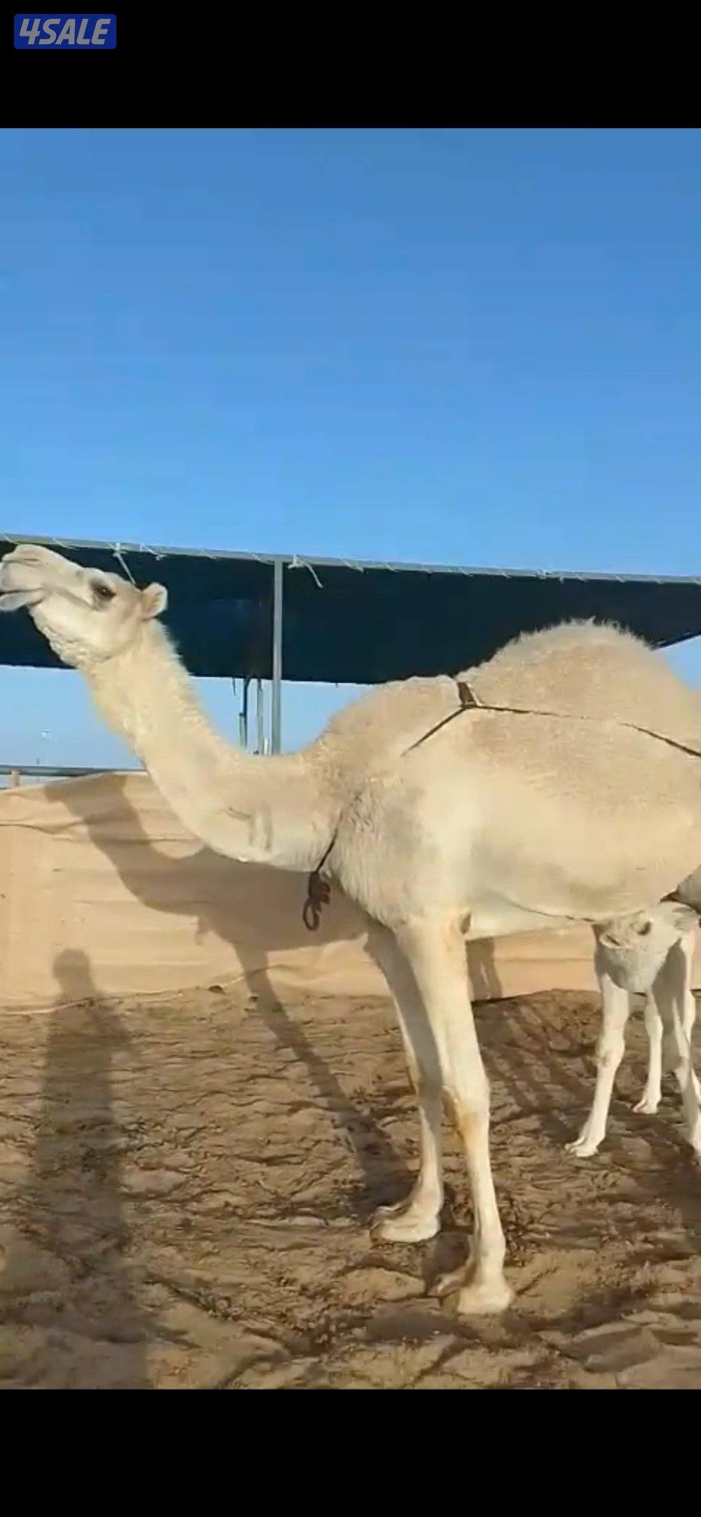 ‏سلام عليكم للبيع خلفه0