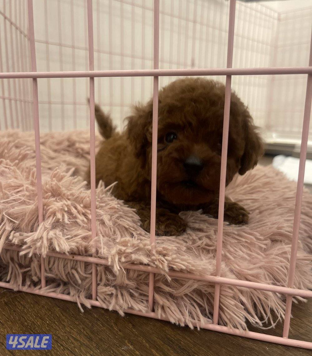 للبيع نثيه تي كب بودل العمر شهرين0