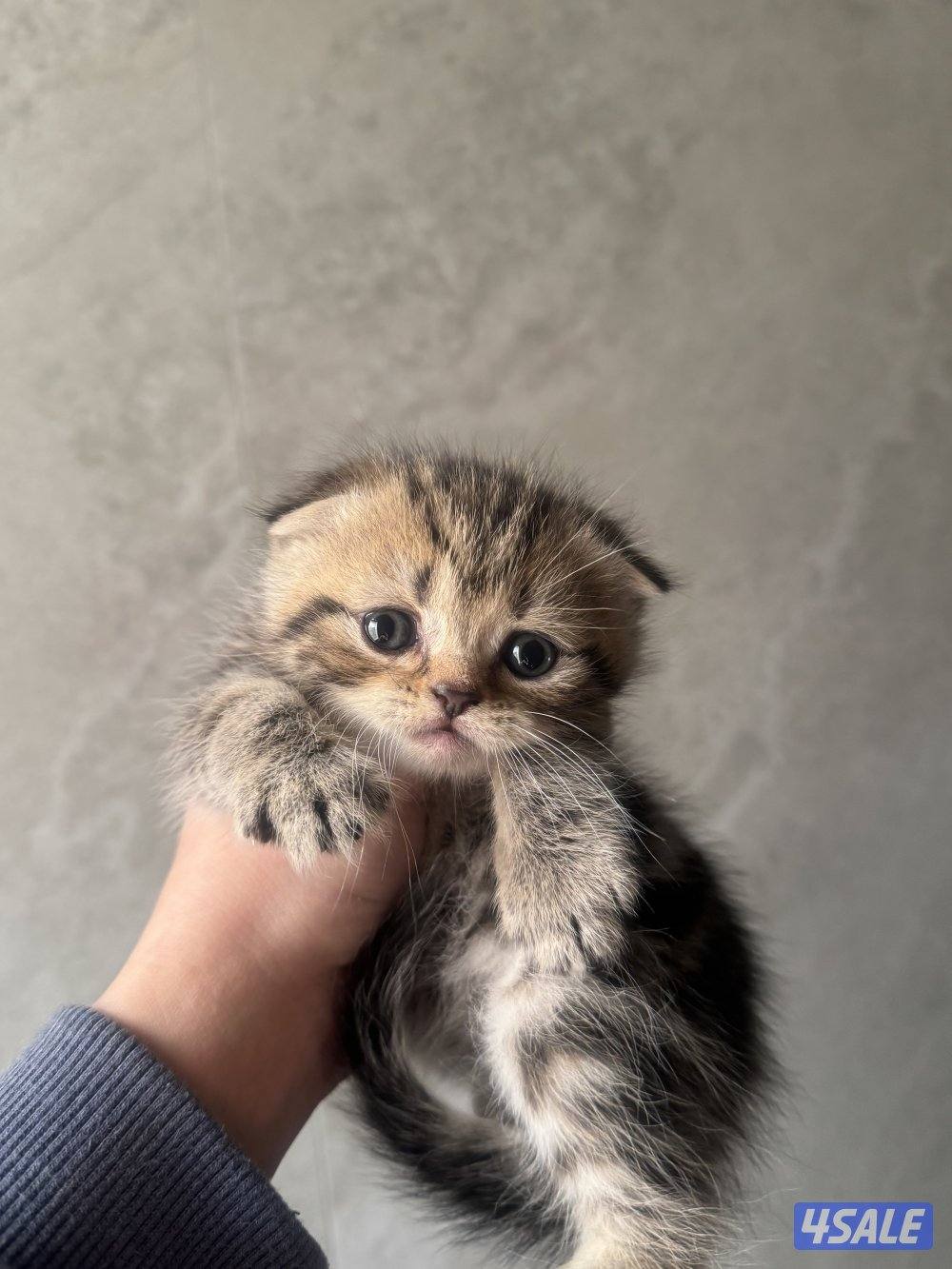 للبيع كتنز سكوتش فولد بيور مستوى فاخر3