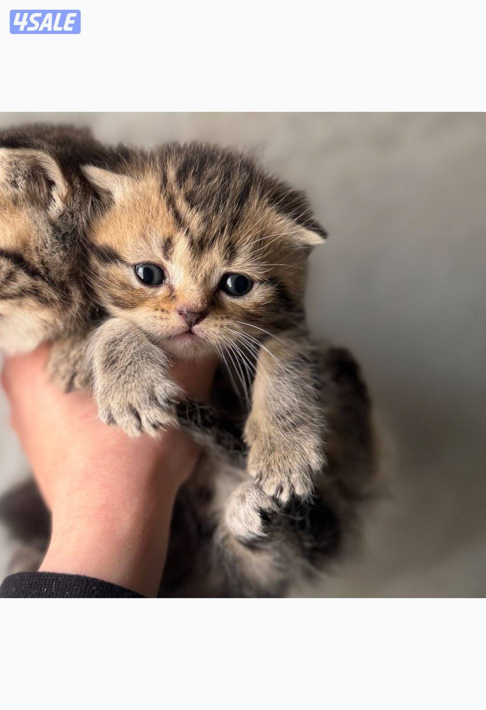 للبيع كتنز سكوتش فولد بيور مستوى فاخر1