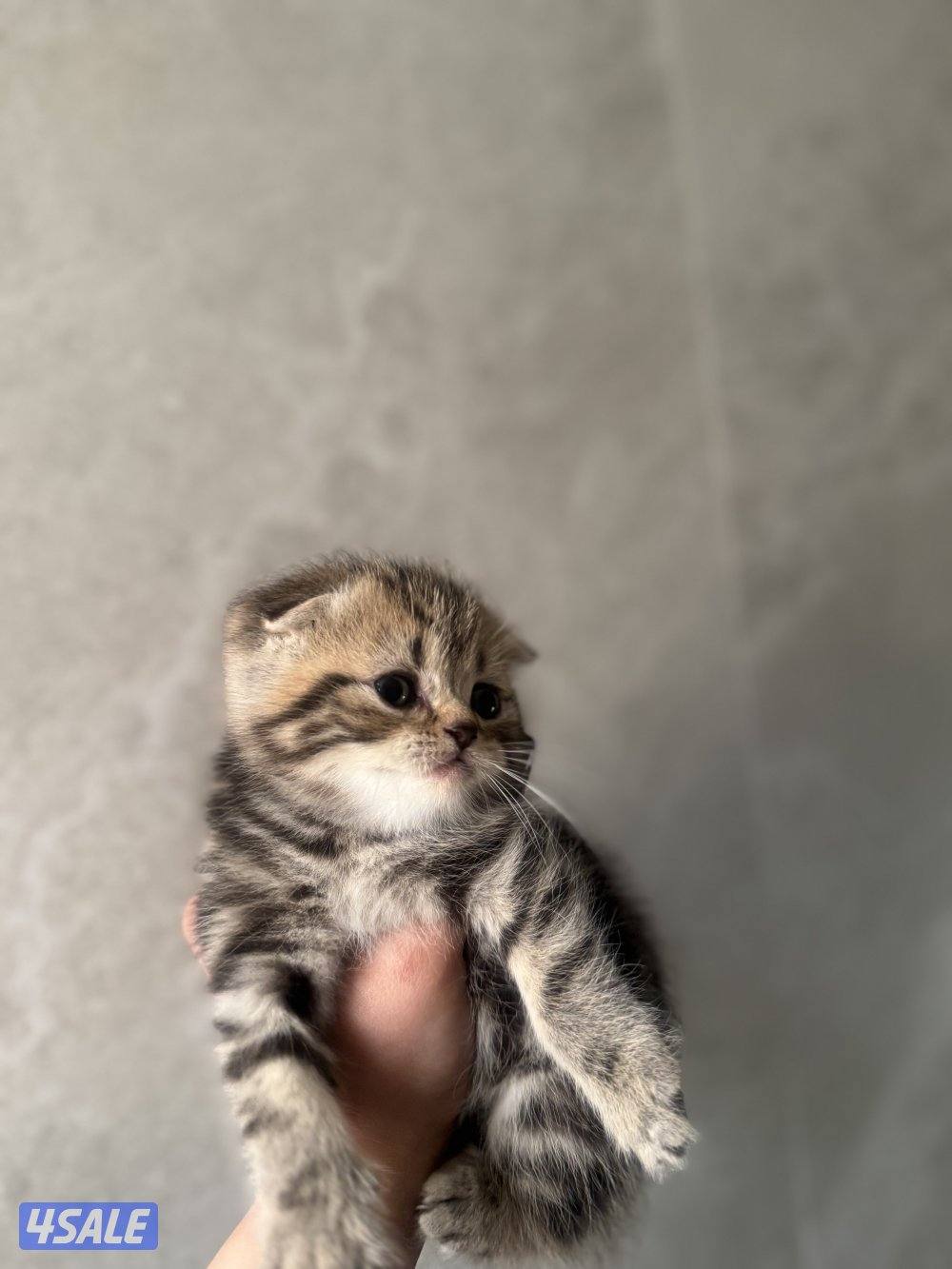 للبيع كتنز سكوتش فولد بيور مستوى فاخر7