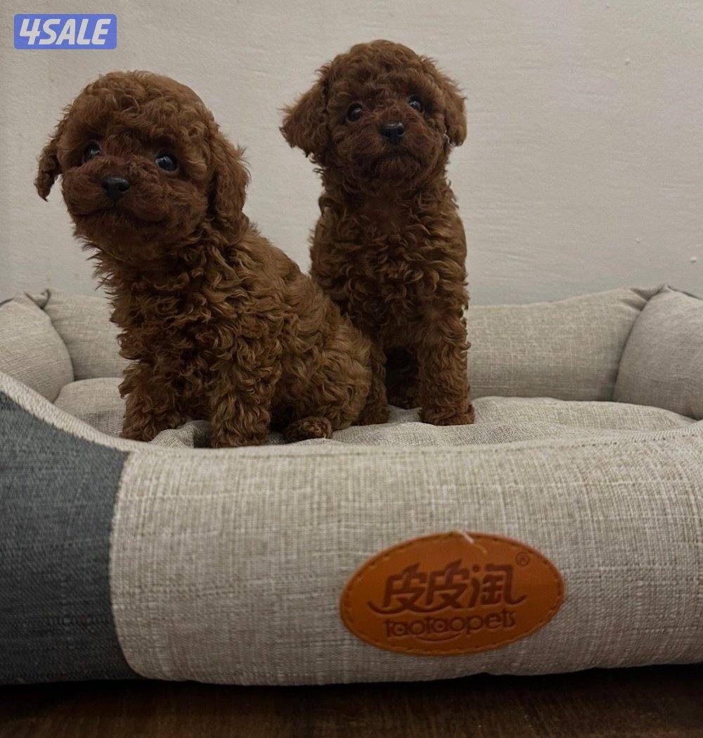 للبيع نثيه تي كب بودل العمر شهرين2