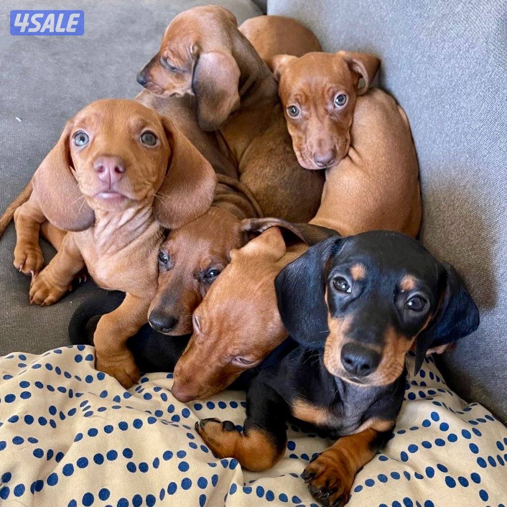جراو داشاند للبيع - Dachshund Puppies0