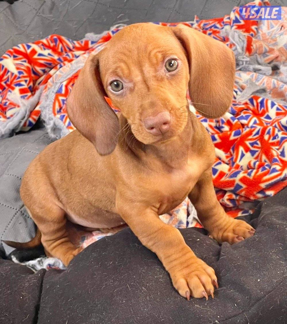 جراو داشاند للبيع - Dachshund Puppies3