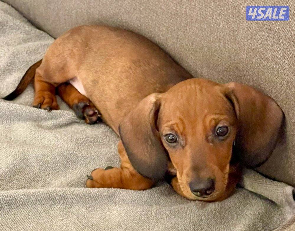 جراو داشاند للبيع - Dachshund Puppies4
