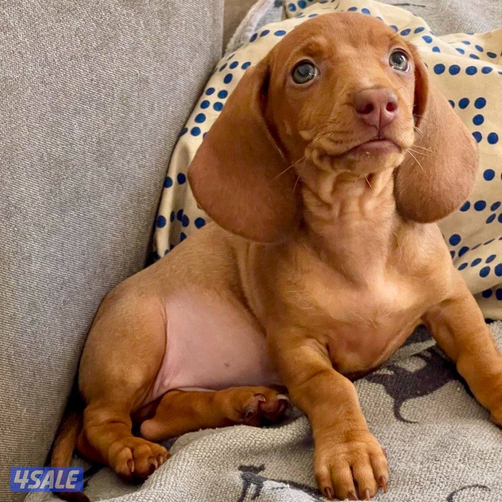 جراو داشاند للبيع - Dachshund Puppies6