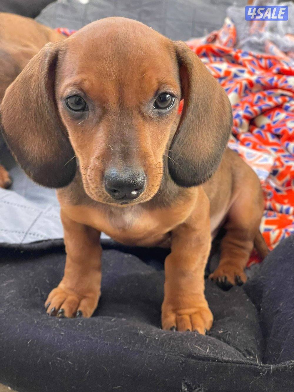 جراو داشاند للبيع - Dachshund Puppies5