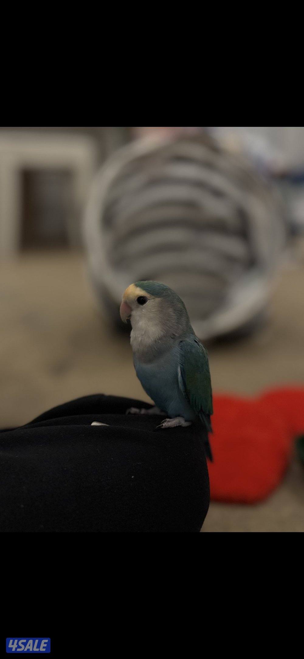 للبيع طير لوف بيرد ربوه - مع قفصه واغراضه0