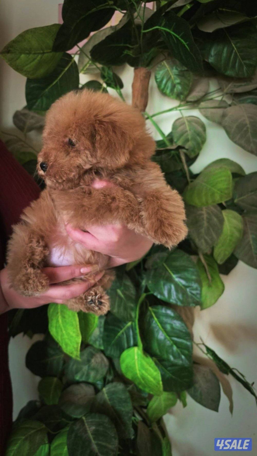 بودل ذكر جرو ٣ شهور1