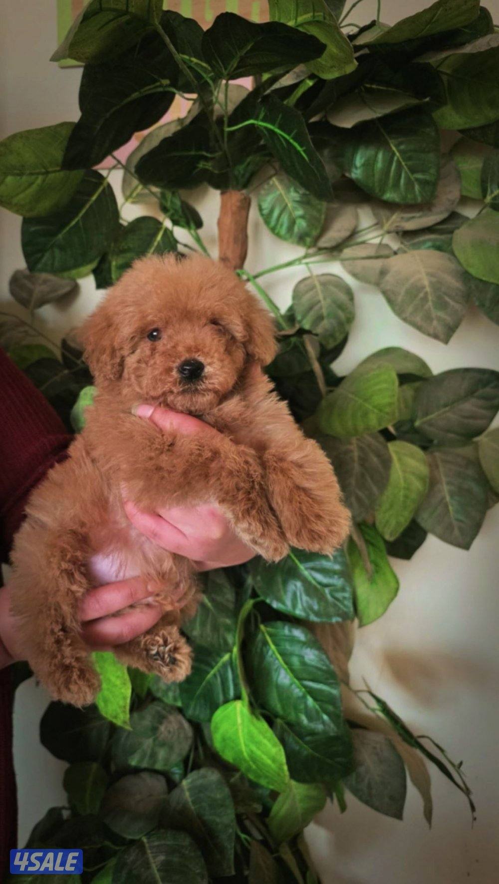 بودل ذكر جرو ٣ شهور0