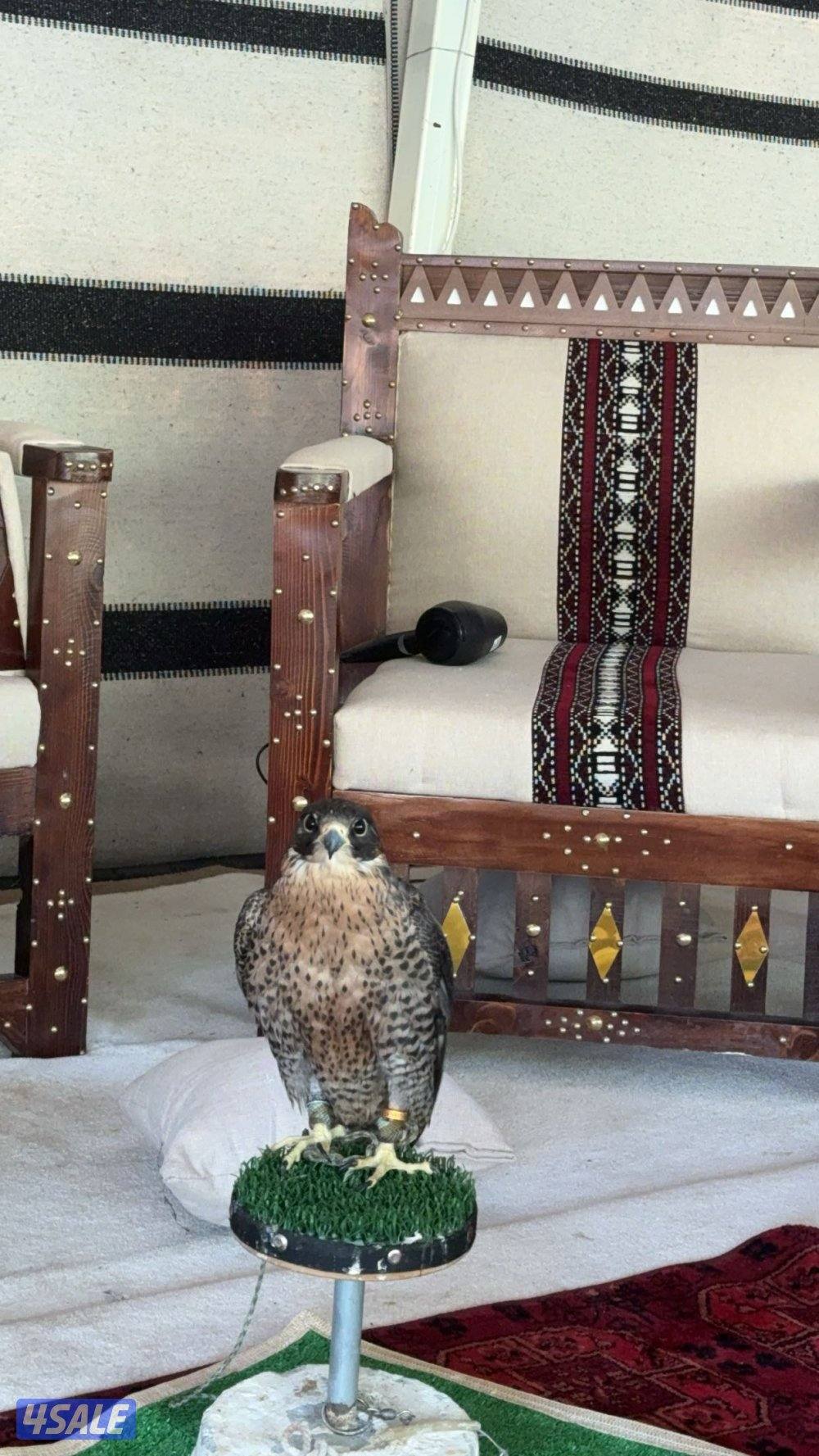 طير جير  تبع0