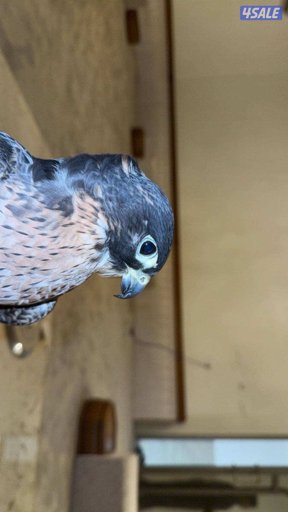 طير جير  تبع1