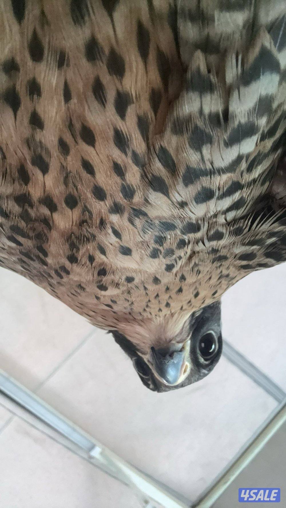 طير جير  تبع2