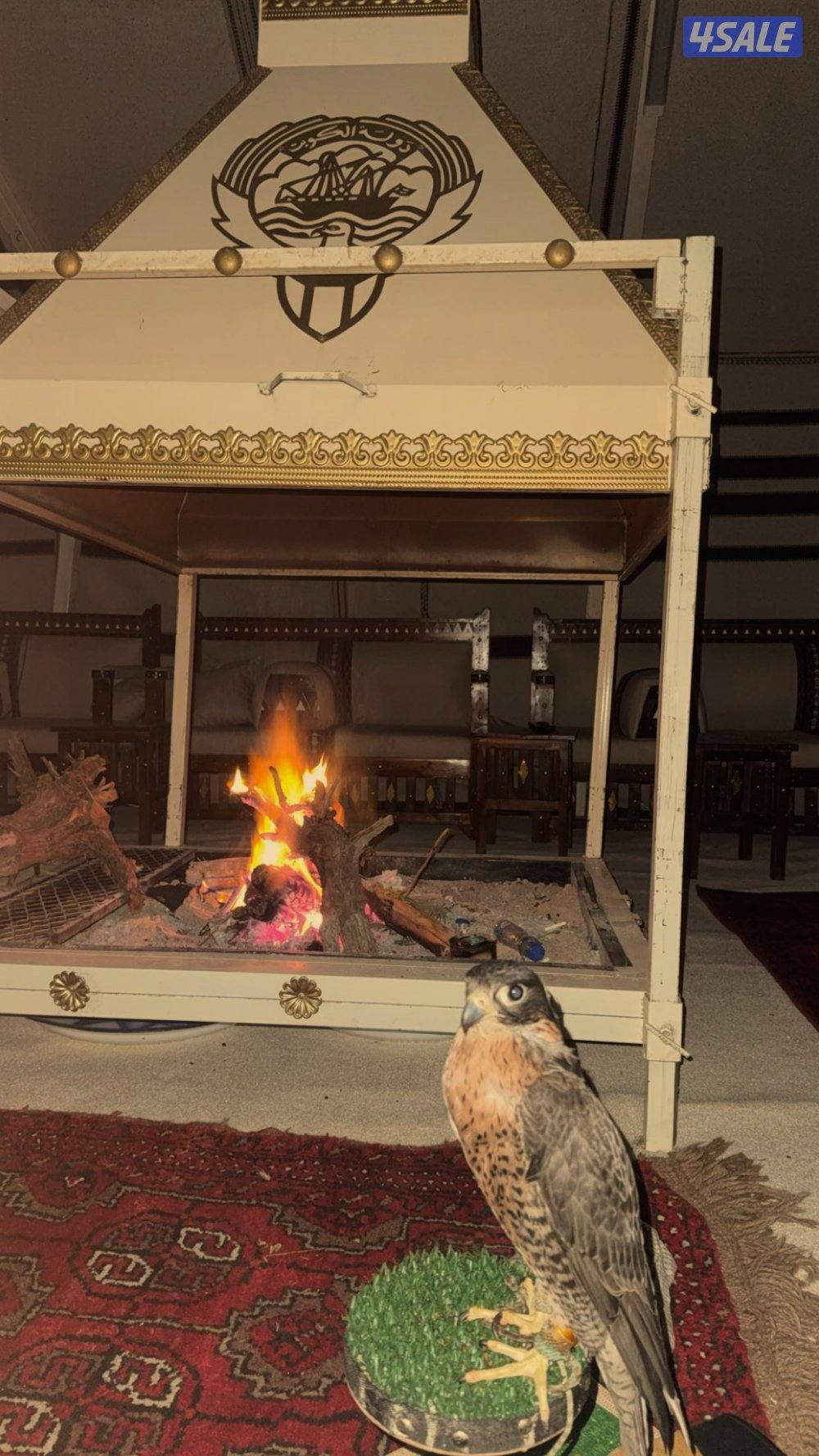 طير جير  تبع4