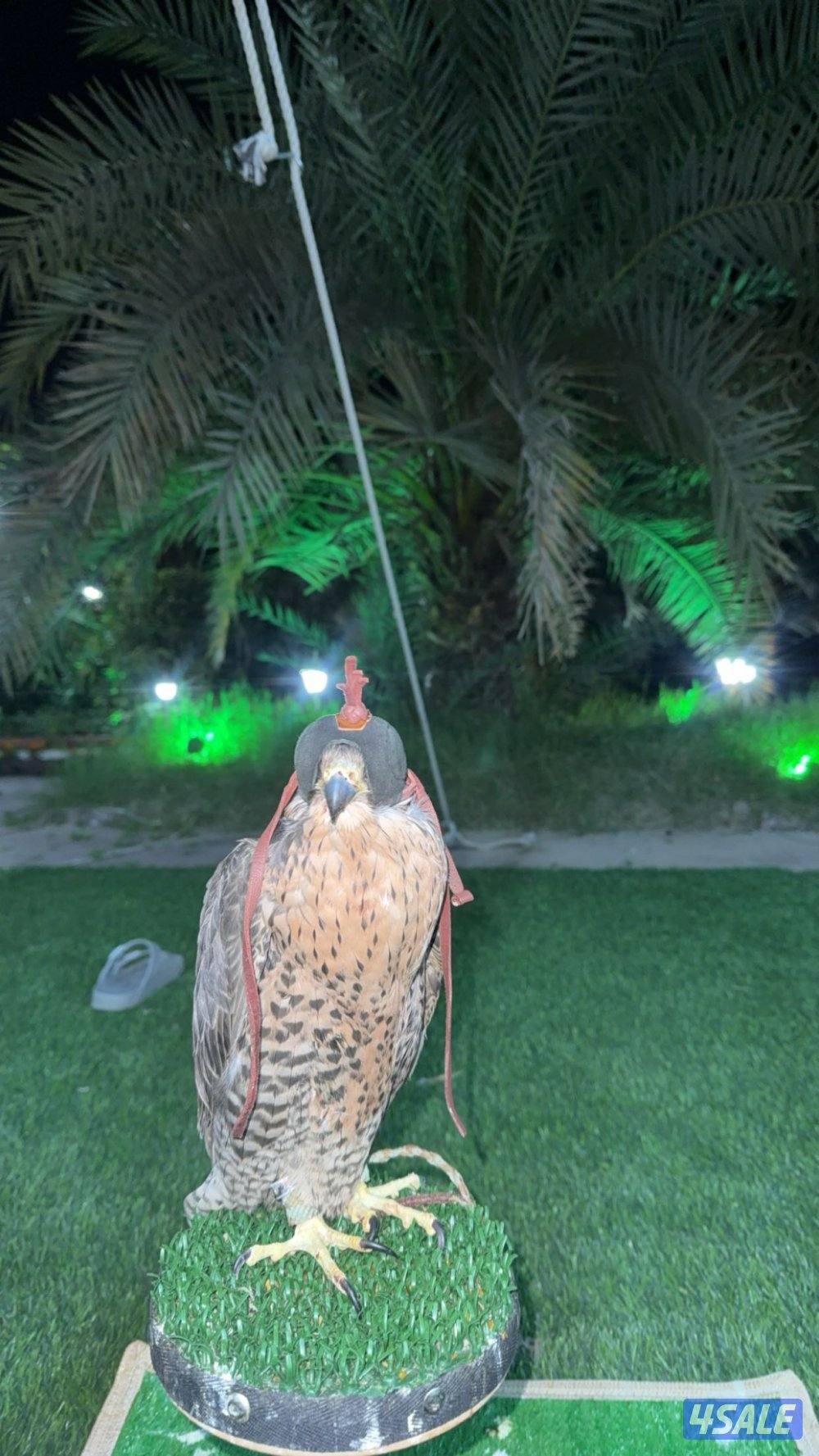 طير جير  تبع5