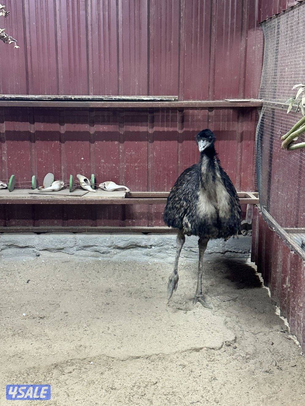 نعام أفريقي0