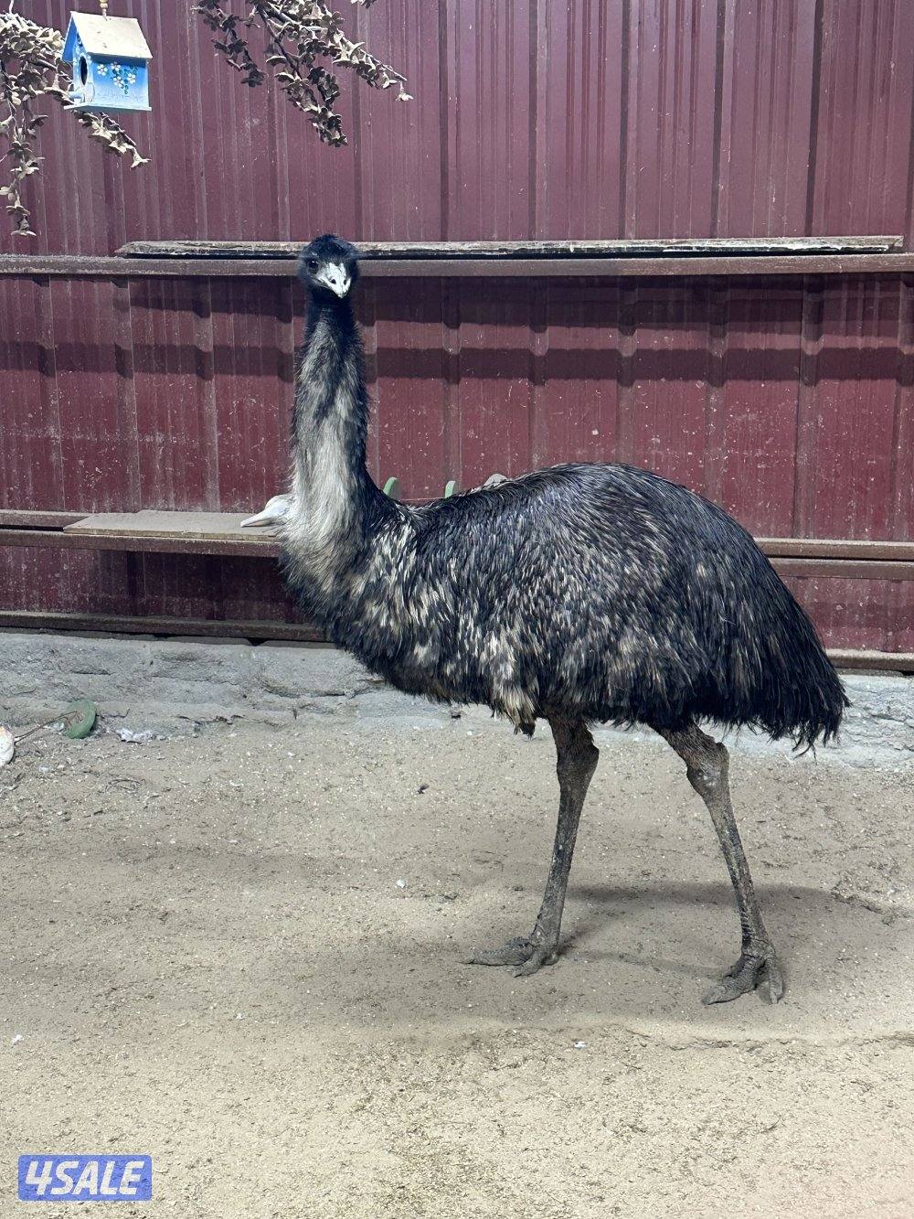 نعام أفريقي1