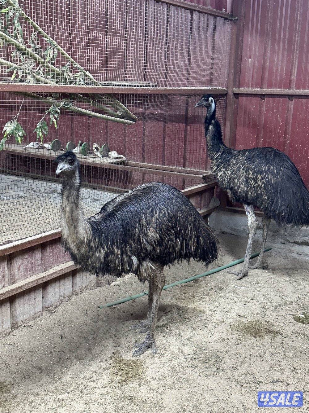 نعام أفريقي2