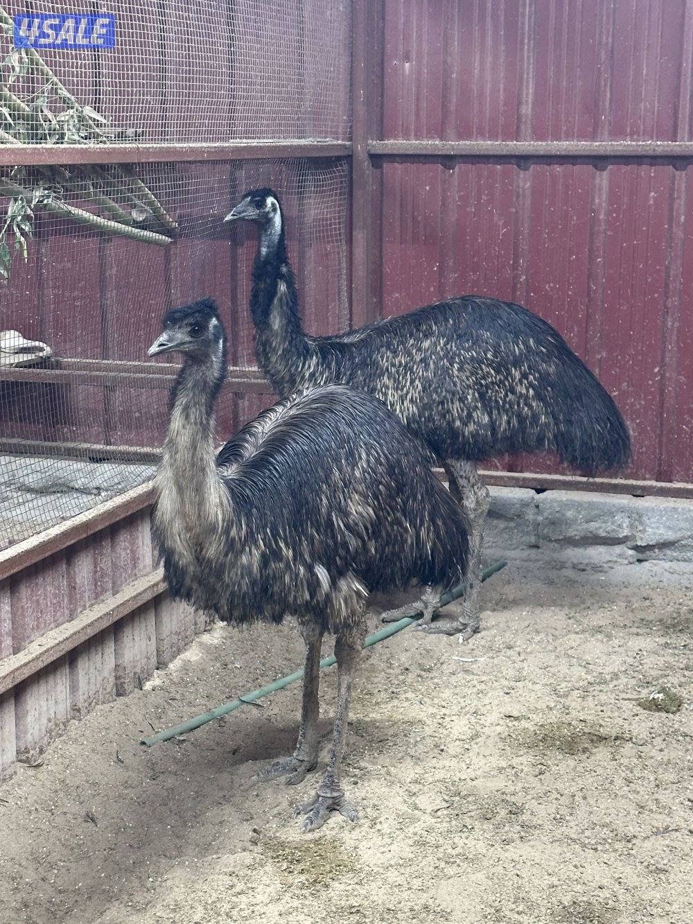 نعام أفريقي3