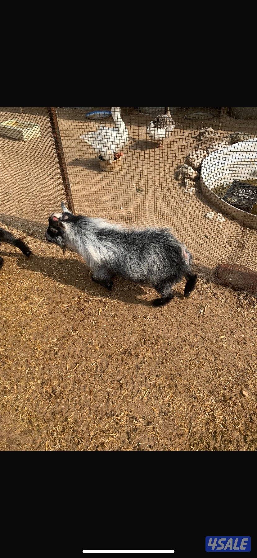 للبيع ماعز قزم0