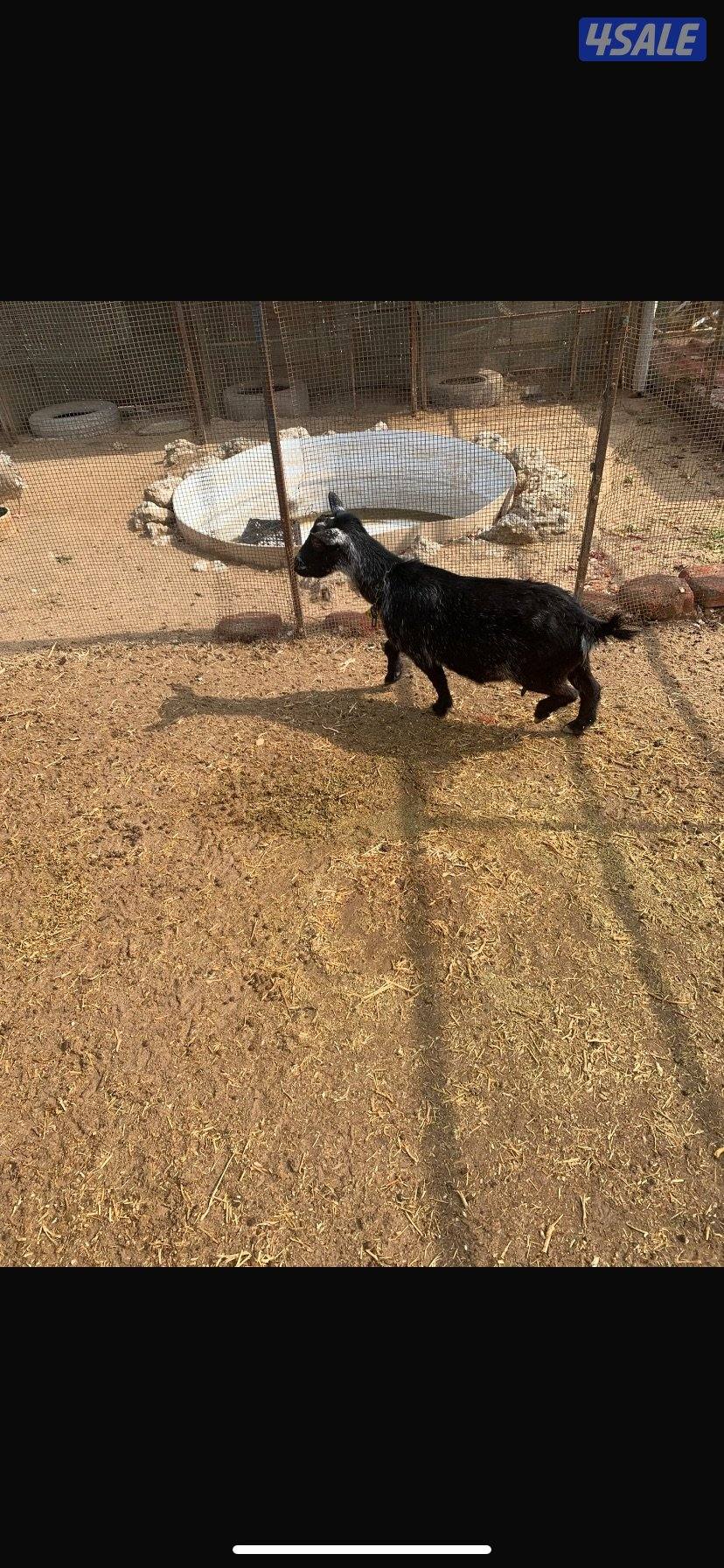 للبيع ماعز قزم1